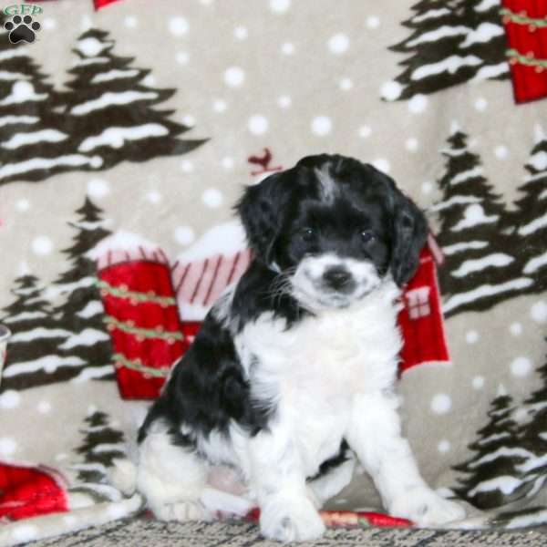 Willow – F1B, Cockapoo Puppy