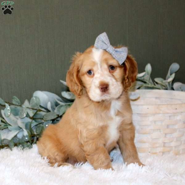 Willow, Cocker Spaniel Puppy