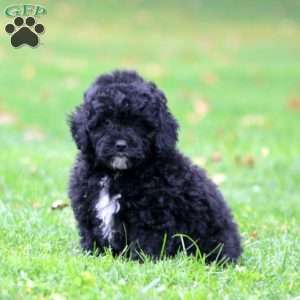 Willow, Miniature Poodle Puppy
