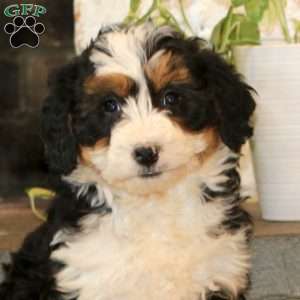 Willow, Mini Bernedoodle Puppy