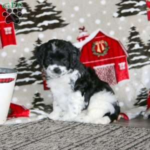 Willow – F1B, Cockapoo Puppy