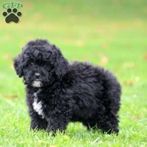 Willow, Miniature Poodle Puppy