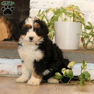 Willow, Mini Bernedoodle Puppy