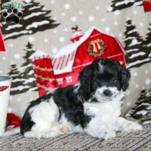 Willow – F1B, Cockapoo Puppy