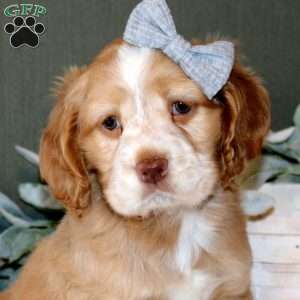 Willow, Cocker Spaniel Puppy