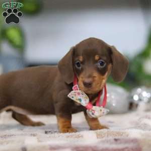 Willow, Dachshund Puppy