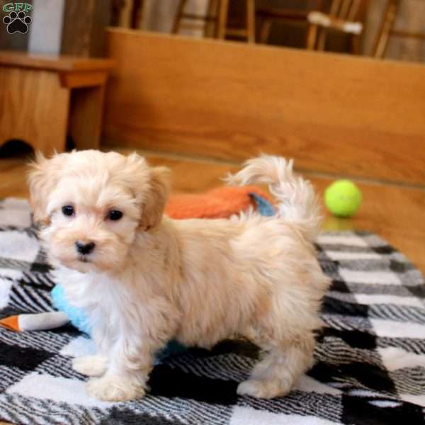 Wilma, Maltipoo Puppy