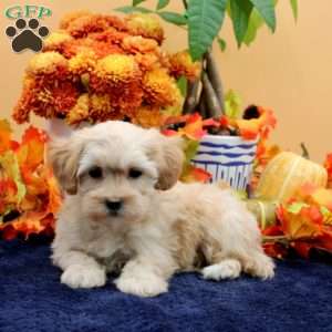 Wilma, Maltipoo Puppy