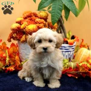 Wilma, Maltipoo Puppy