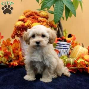 Wilma, Maltipoo Puppy