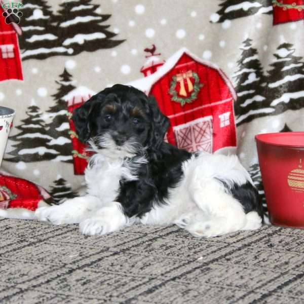 Winner – F1B, Cockapoo Puppy