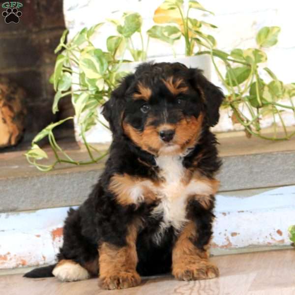 Winner, Mini Bernedoodle Puppy