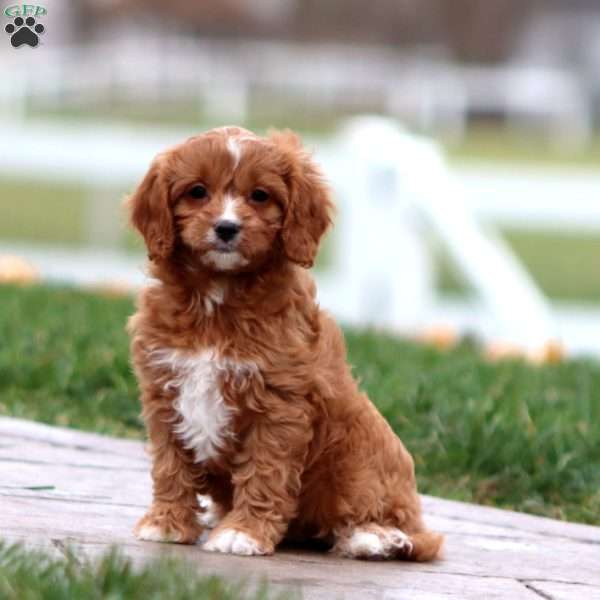 Winner, Cavapoo Puppy