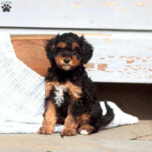 Winner, Miniature Poodle Puppy