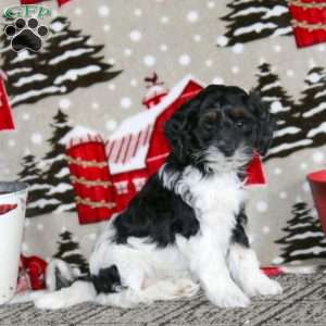 Winner – F1B, Cockapoo Puppy