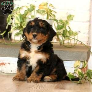 Winner, Mini Bernedoodle Puppy