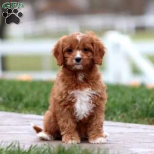 Winner, Cavapoo Puppy