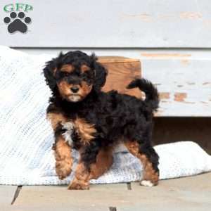 Winner, Miniature Poodle Puppy