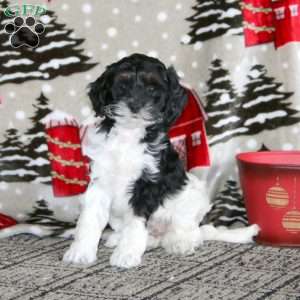 Winner – F1B, Cockapoo Puppy