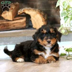 Winner, Mini Bernedoodle Puppy