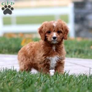 Winner, Cavapoo Puppy