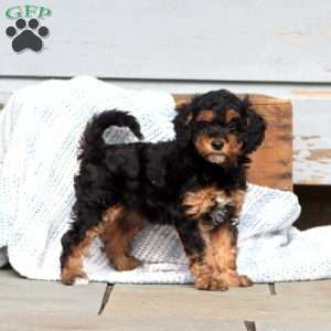 Winner, Miniature Poodle Puppy