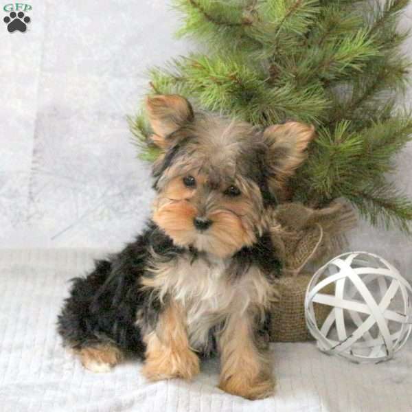Winnie, Yorkie Puppy