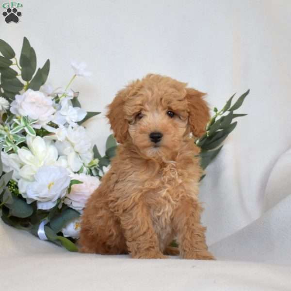 Winnie, Mini Goldendoodle Puppy