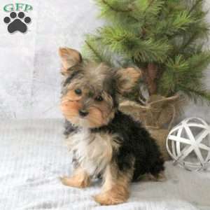 Winnie, Yorkie Puppy