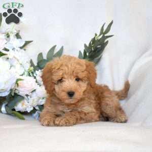 Winnie, Mini Goldendoodle Puppy