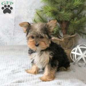 Winnie, Yorkie Puppy