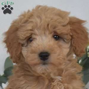 Winnie, Mini Goldendoodle Puppy