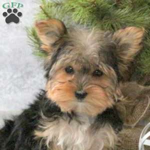 Winnie, Yorkie Puppy