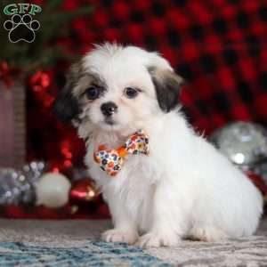 Winston, Lhasa Apso Puppy