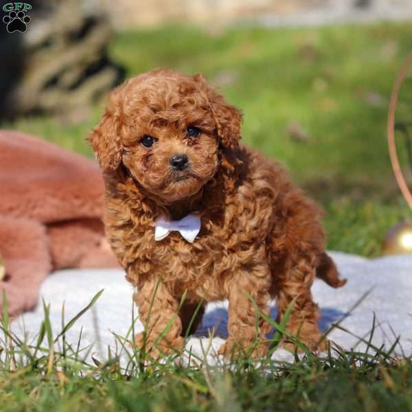 Winston, Cavapoo Puppy
