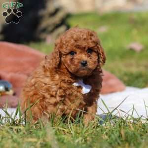 Winston, Cavapoo Puppy