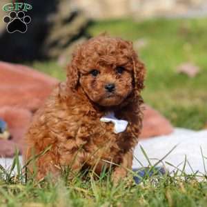 Winston, Cavapoo Puppy