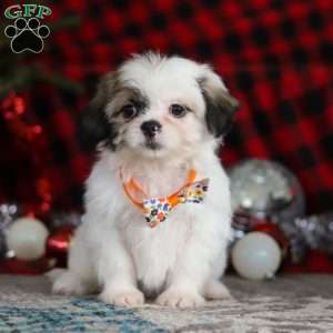 Winston, Lhasa Apso Puppy