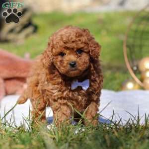 Winston, Cavapoo Puppy