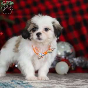 Winston, Lhasa Apso Puppy
