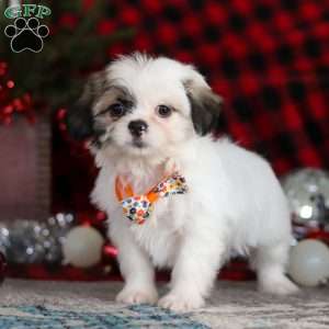 Winston, Lhasa Apso Puppy