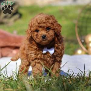 Winston, Cavapoo Puppy