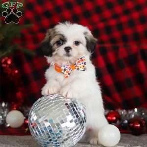 Winston, Lhasa Apso Puppy