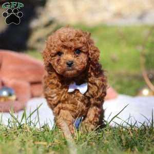 Winston, Cavapoo Puppy