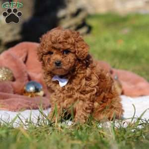 Winston, Cavapoo Puppy
