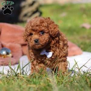 Winston, Cavapoo Puppy