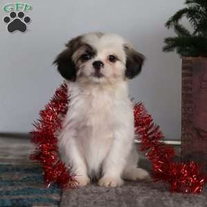 Winston, Lhasa Apso Puppy