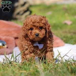 Winston, Cavapoo Puppy
