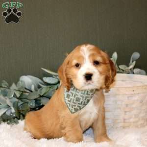 Winston, Cocker Spaniel Puppy