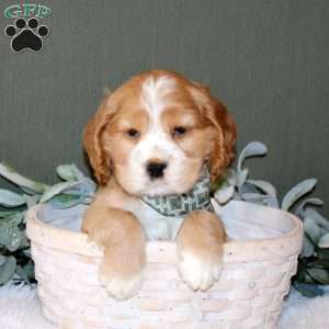 Winston, Cocker Spaniel Puppy